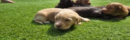 Cocker Spaniel dogs for sale: Mr Grant Duffy - Advert 8