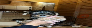 Yorkshire Terrier 2