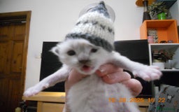 Ragdoll cats for sale: 🎅🎁🎄 RAGDOLL KITTENS 100% PUREBRED STOKE 🎄🎁🎅 - Image 2