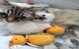 Ragdoll cats for sale: GCCF Ragdoll Kittens – Loving Homes 💕 - Image 12