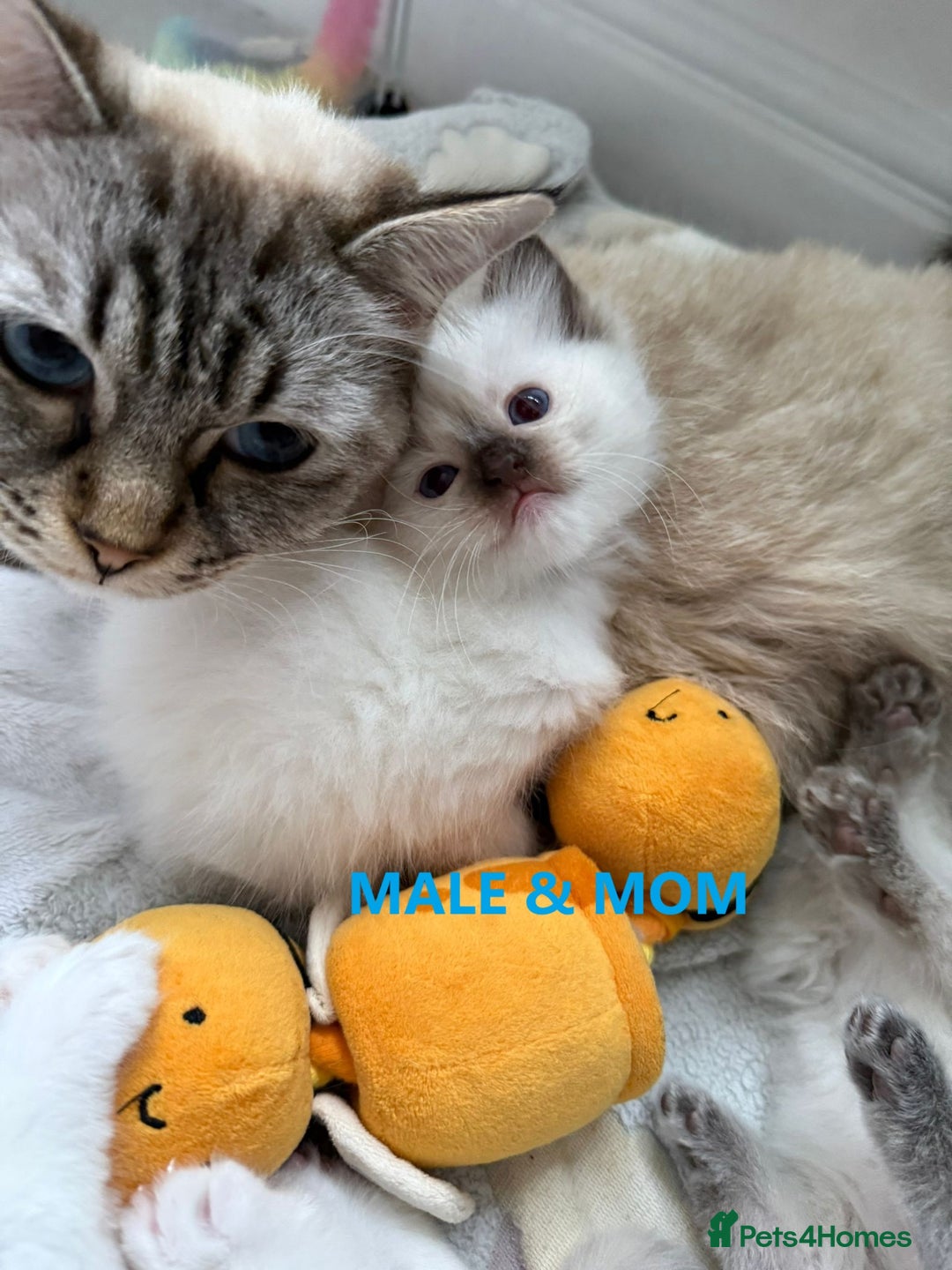 Ragdoll cats for sale: GCCF Ragdoll Kittens – Loving Homes 💕 - Image 12