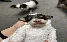 Toy Poodle dogs for sale: Toy poodle boy chocolate and white  - Advert 18