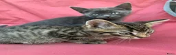 Mixed Breed cats for sale: 4 Adorable Kittens Ready for Forever Homes - Advert 9