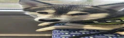 Pomsky dogs for stud: ✨ Handsome F2 Pomsky Stud Available ✨ - Advert 11