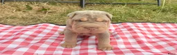 Shar Pei dogs for sale: QUALITY RARE lilac tan  puppy shar pei for sale  - Advert 3