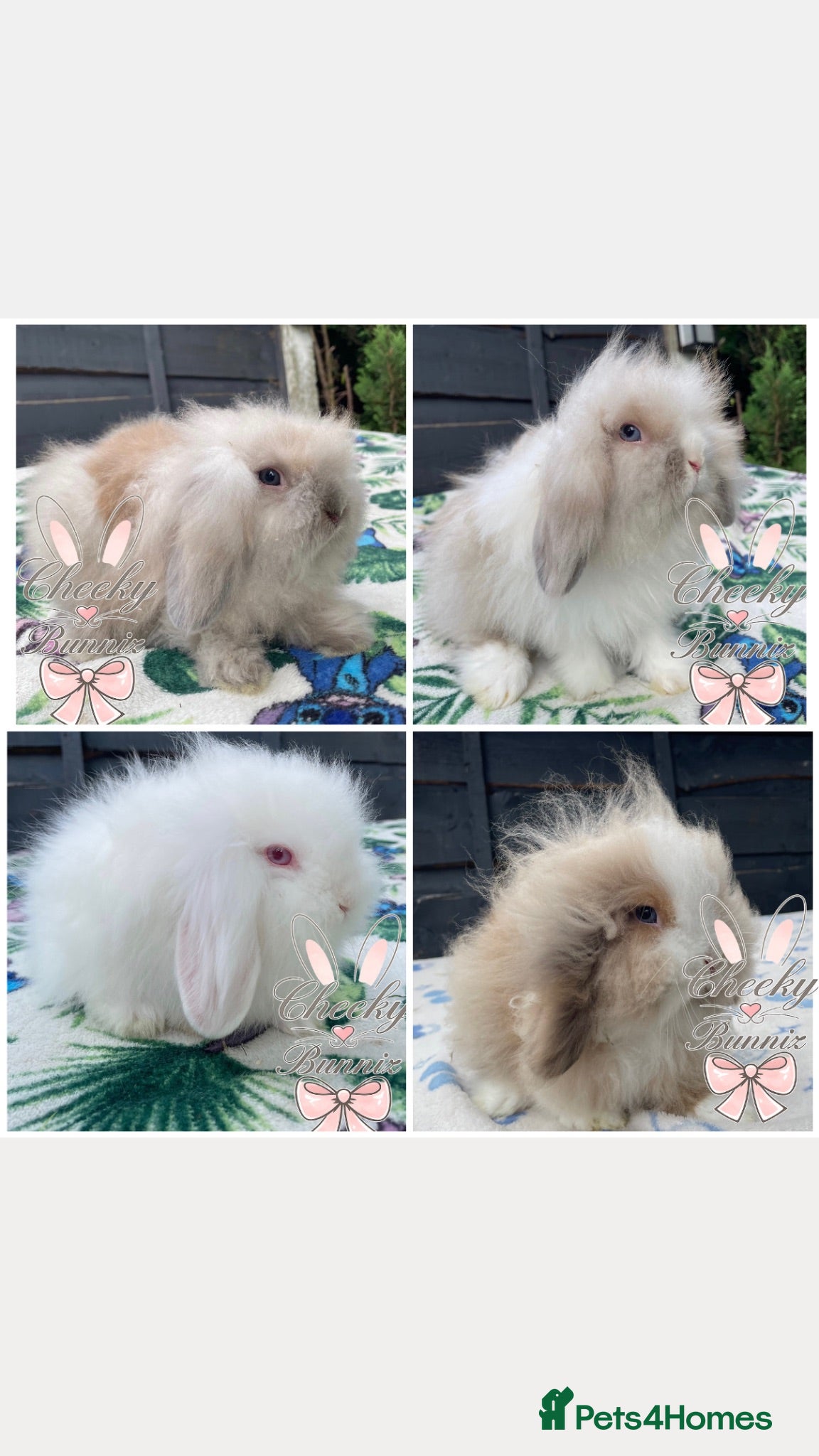 Mini Lion Lop rabbits Beautiful Mini Lion Lop Boys - Advert 17