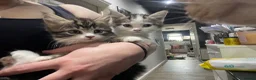 Mixed Breed cats for sale: 1 mixed breed kitten for sale  in Bridgwater - Advert 2