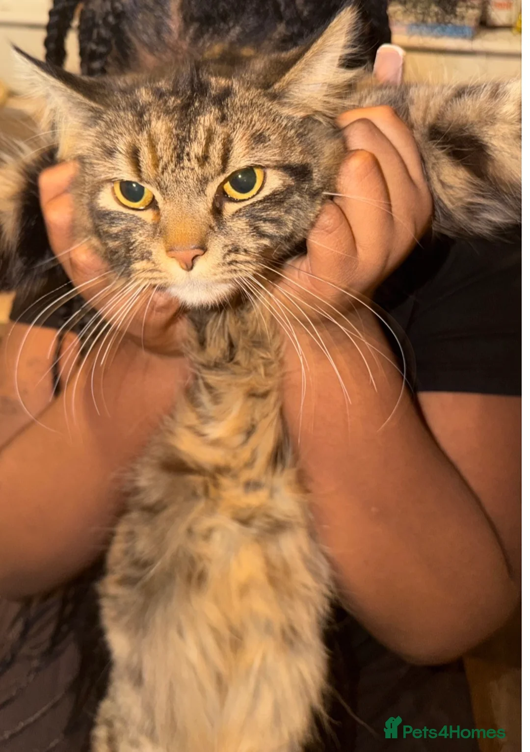 Mixed Breed cats for sale:  Rehoming my gorgeous cat please read Description in London - Advert 2