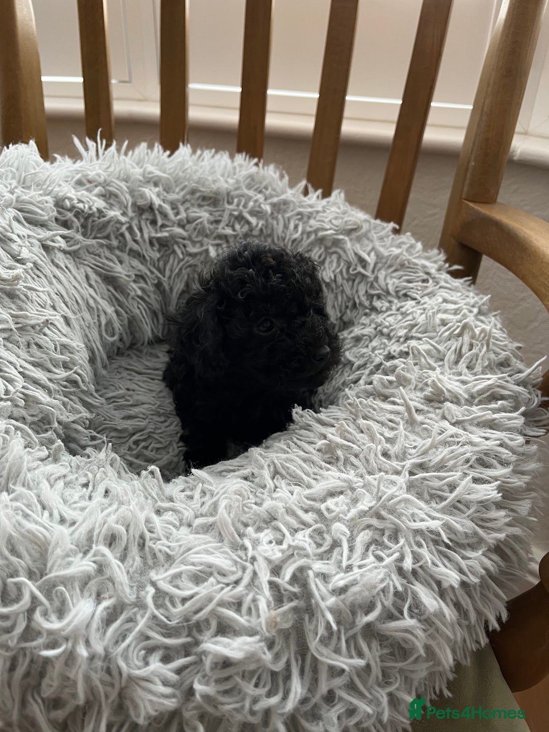 Toy Poodle dogs for sale: Toy Poodle Puppies  - Image 14