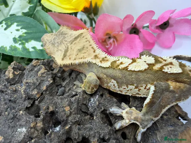Gecko reptiles Crested gecko collection for sale - Advert 2