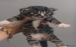 Mixed Breed cats for sale: Kittens for sale  - Image 1