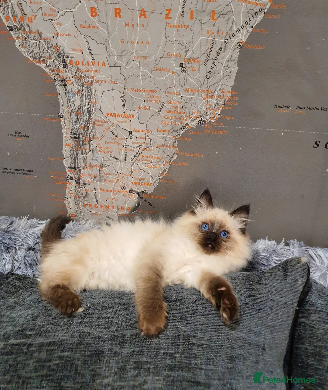 Ragdoll cats for sale: 💖Beautiful GCCF Registered Ragdoll Kittens💖 - Advert 25