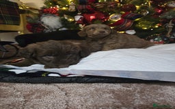 Cockapoo dogs for sale: Cockapoo puppies  - Advert 4