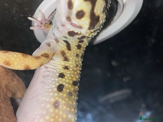 Leopard Gecko reptiles - Advert 3