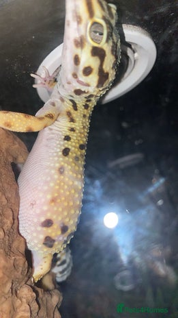 Leopard Gecko reptiles - Advert 3