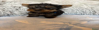 Yorkshire Terrier 4