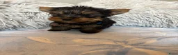 Yorkshire Terrier dogs for sale: Yorkshire terriers puppies - Advert 4