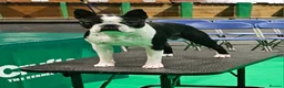 Boston Terrier dogs for stud: Canmoys Boston Coco pops Wildax Rowendale at Stud - Advert 2