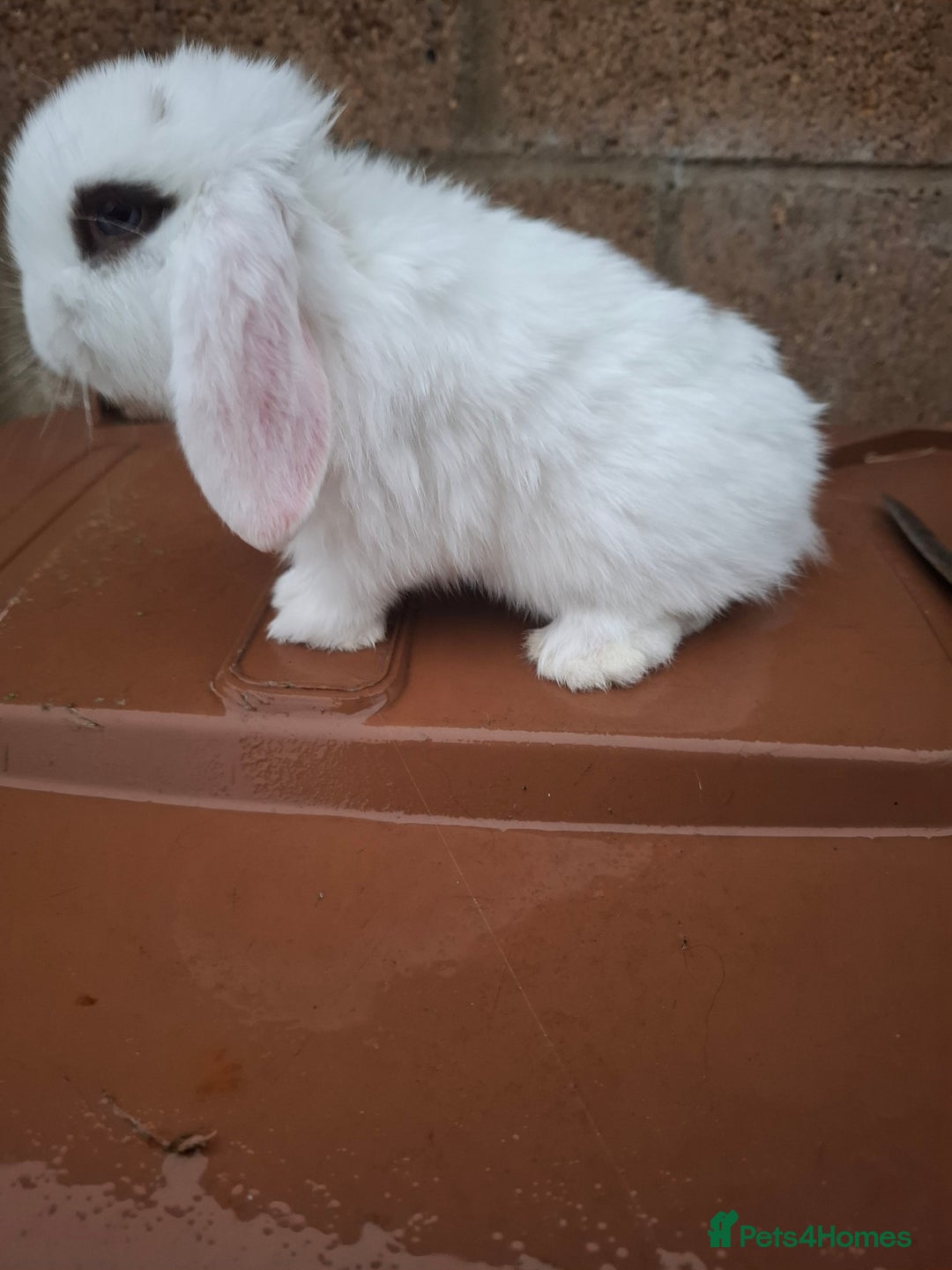 Mini Lop rabbits for sale: Mini lops for sale - Image 2