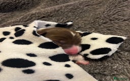 Border Collie dogs for sale: **🐾 Adorable Border Collie Puppies for Sale! 🐾** - Image 2
