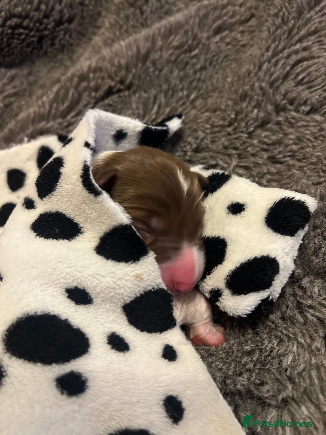 Border Collie dogs for sale: **🐾 Adorable Border Collie Puppies for Sale! 🐾** - Image 2