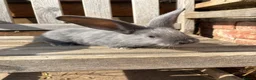 Continental Giant rabbits for sale: Various Continental Giant babies available  - Advert 10