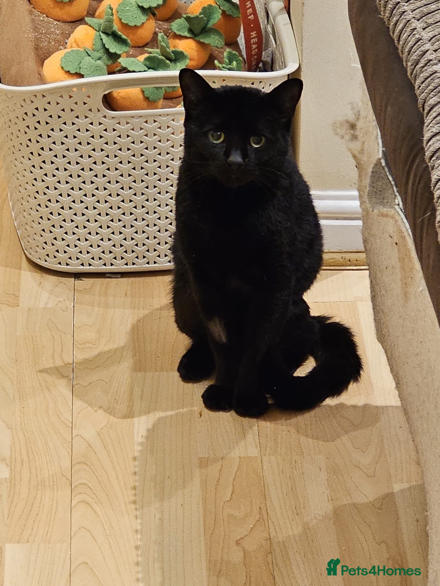 Mixed Breed cats Ozzy deserves better  - Advert 2