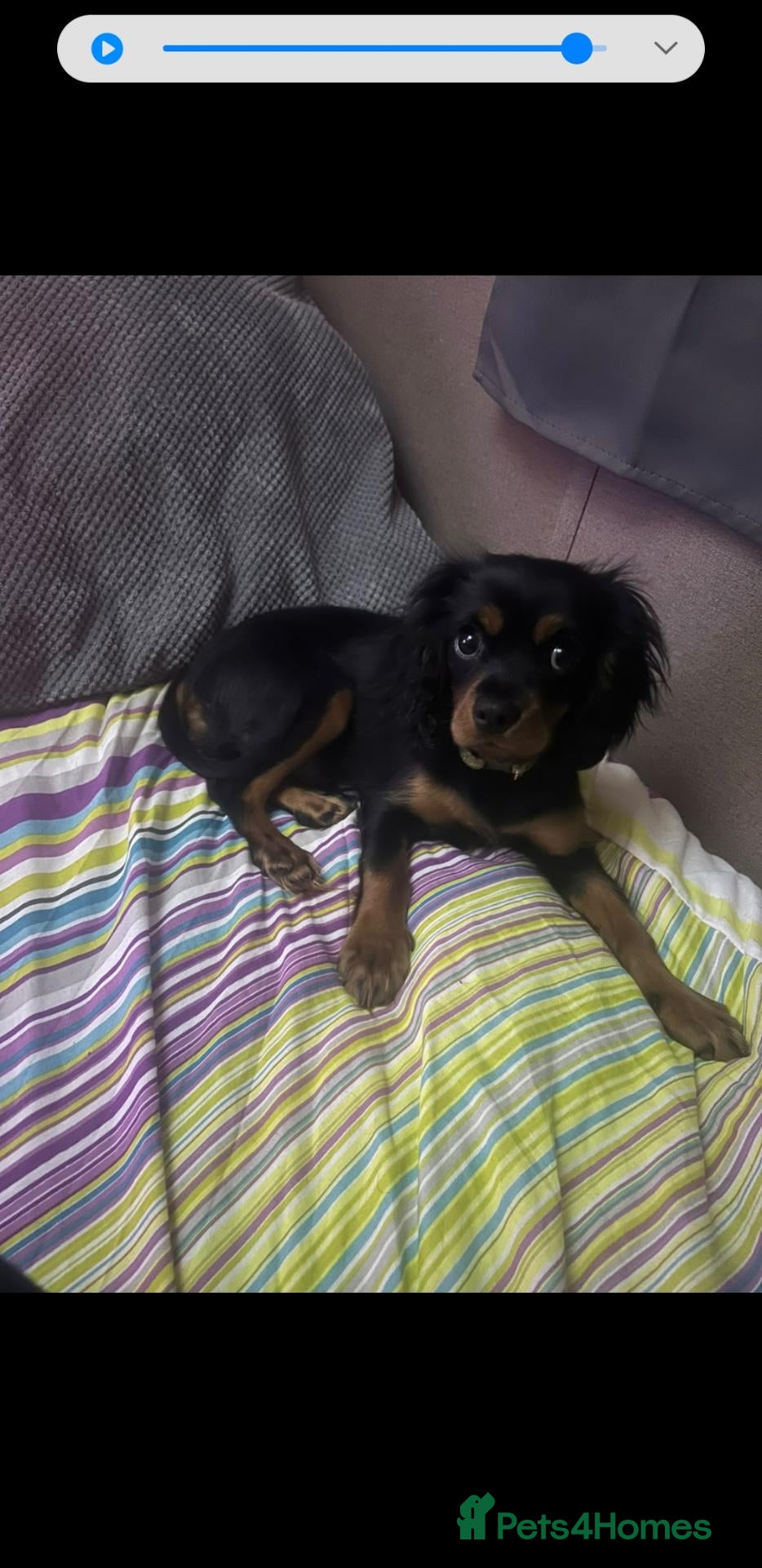 Cavalier King Charles Spaniel dogs King charles cavalier puppy - Advert 18