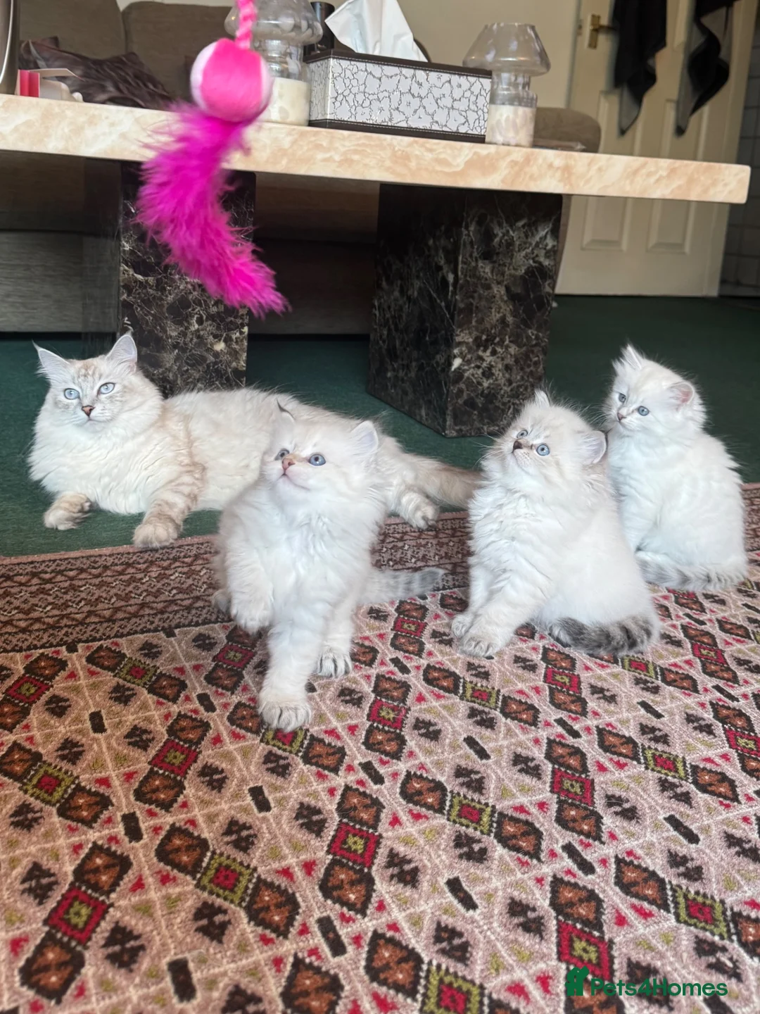 Siberian cats for sale: Siberian Neva Masquerade kittens with blue eyes in Stockport - Advert 2