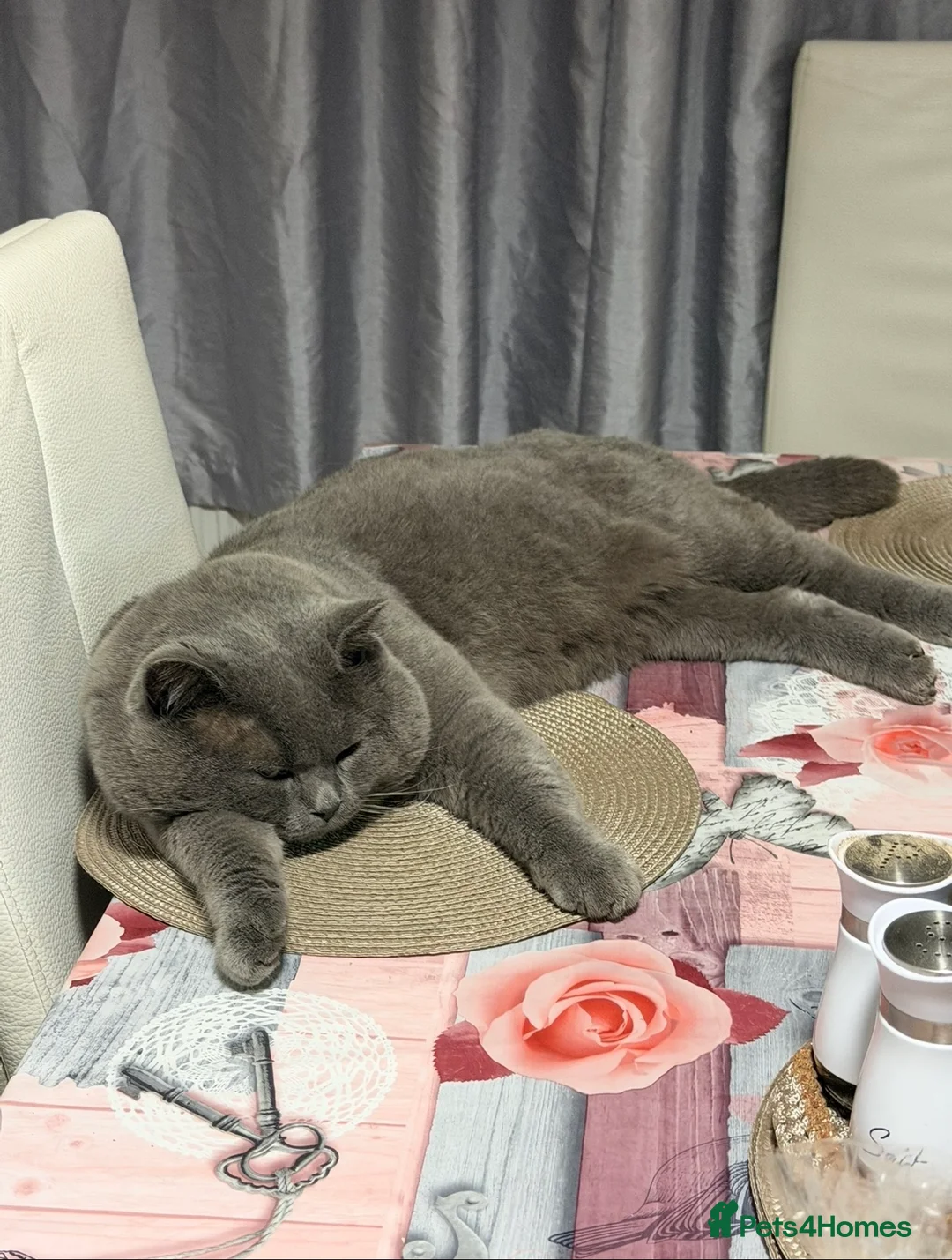 British Shorthair cats for sale: British shorthair boy - Advert 4