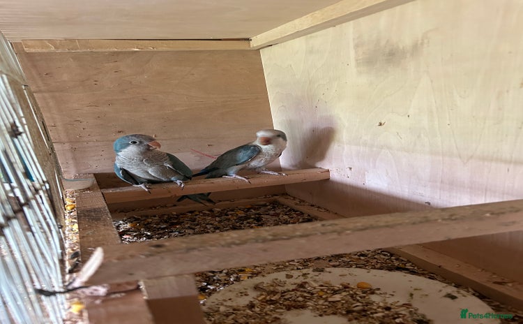 Parakeets birds - Advert 2