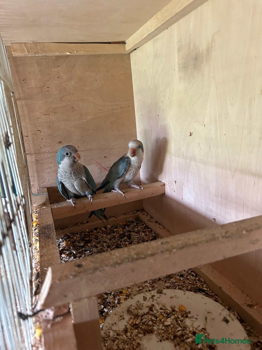 Parakeets birds for sale: Quaker parakeet  - Image 1