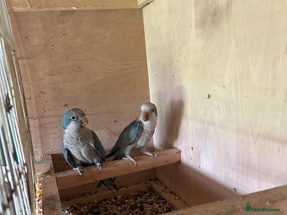 Parakeets birds - Advert 15