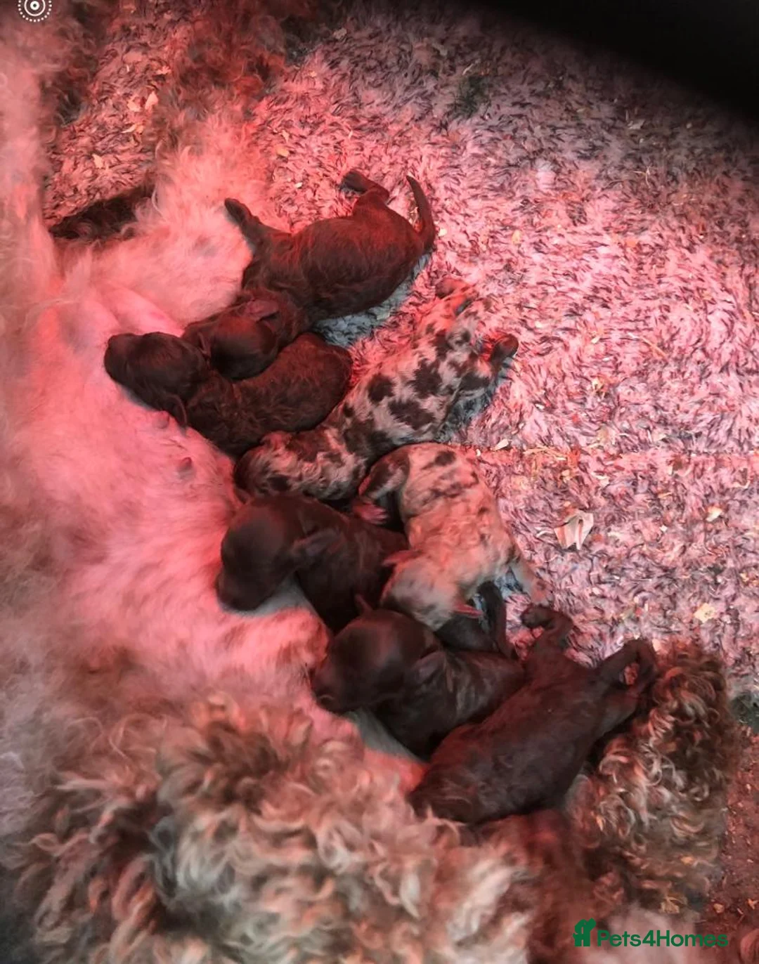 Toy Poodle dogs for stud: Toy poodle available for stud  in Rowlands Gill - Advert 13