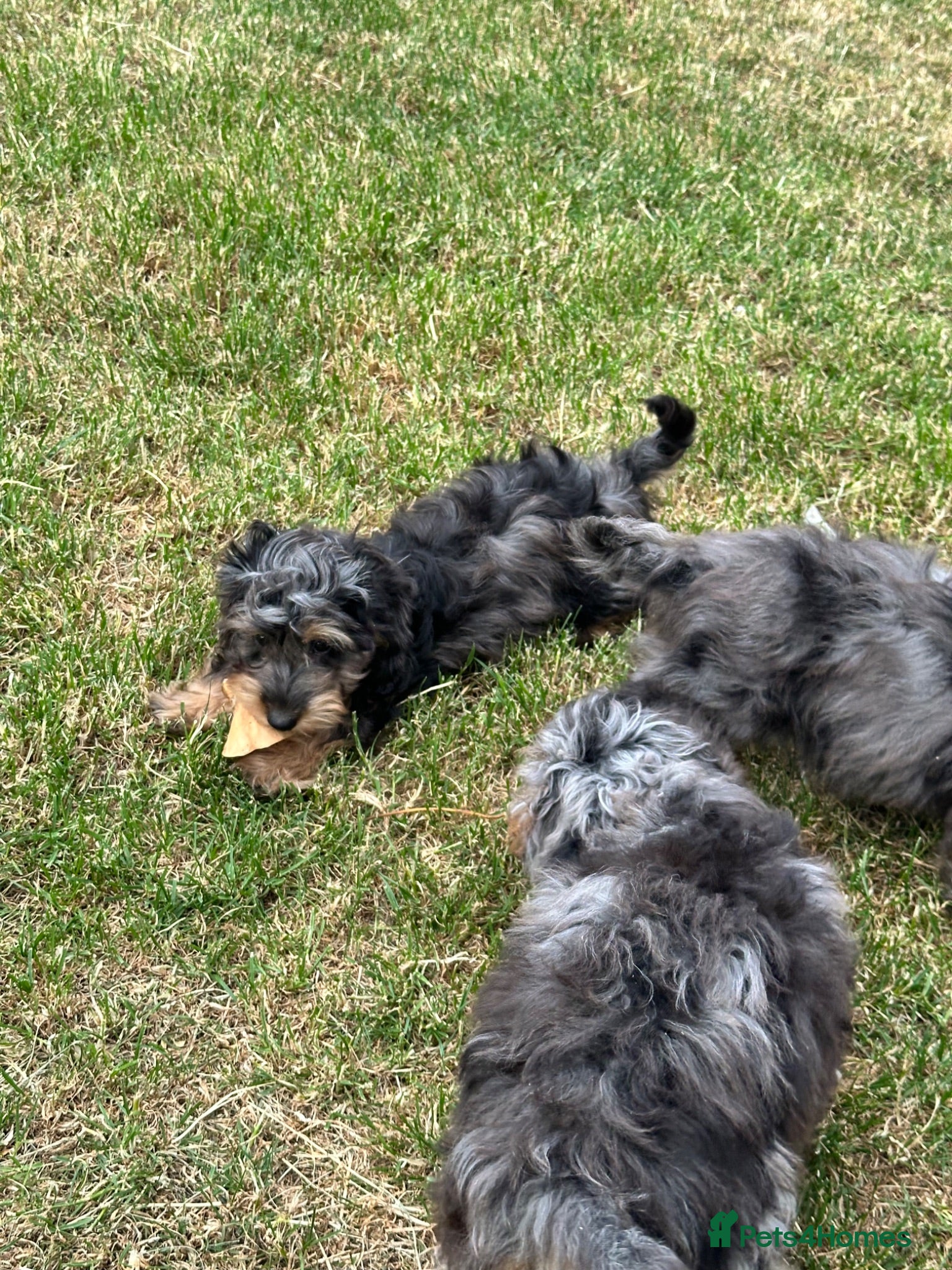 Doxiepoo dogs Stunning dachshund/poodle pups - Advert 2