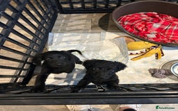 Cockapoo dogs for sale: F2B Cockapoo Puppies - Image 25