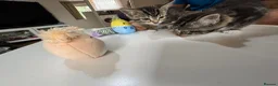 British Shorthair cats for sale: Muffin’s Beautiful Kittens Looking for Loving Home - Advert 9