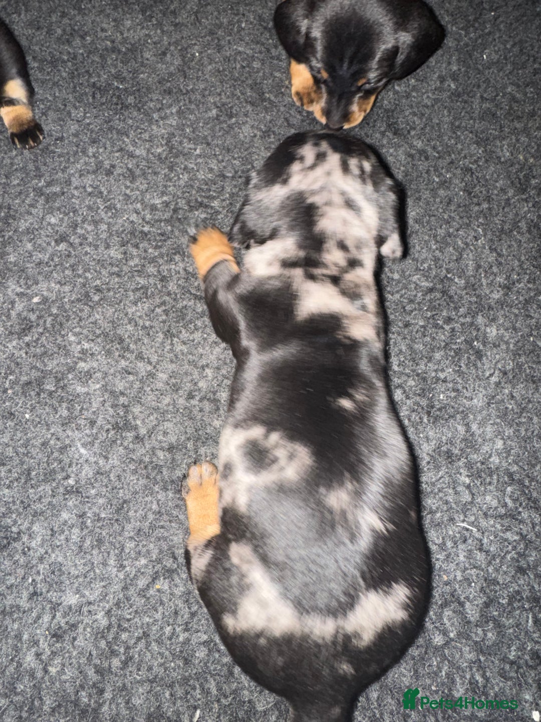 Dachshund dogs for sale: 4 miniature x jack russle   - Advert 5