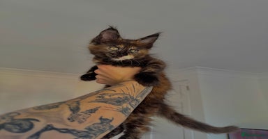 Maine Coon cats - Advert 11