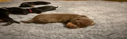 Miniature Dachshund dogs for sale: Beautiful KC Registered Miniature Dachshunds - Advert 6