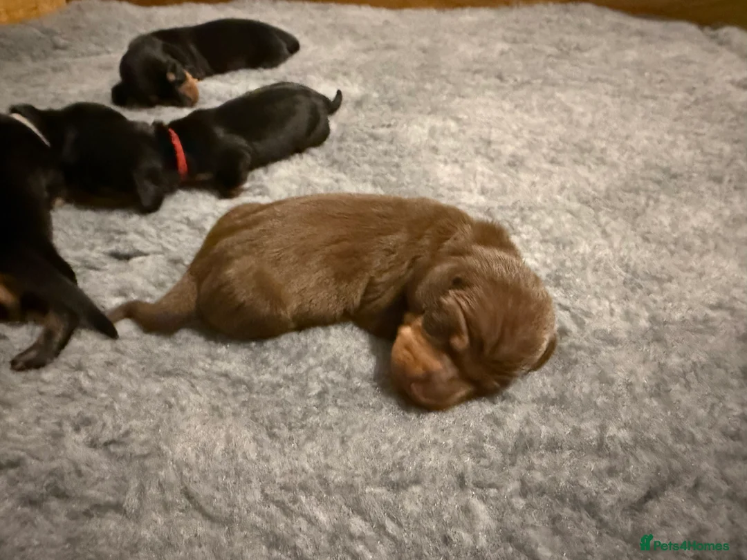 Miniature Dachshund dogs for sale: Beautiful KC Registered Miniature Dachshunds - Advert 17