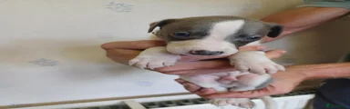 Whippet 2