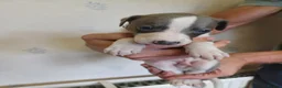 Whippet dogs for sale: Beautiful RKC Registered Puppies - Advert 32