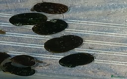 Snails fish for sale: Freshwater  nerite snails  - Image 4