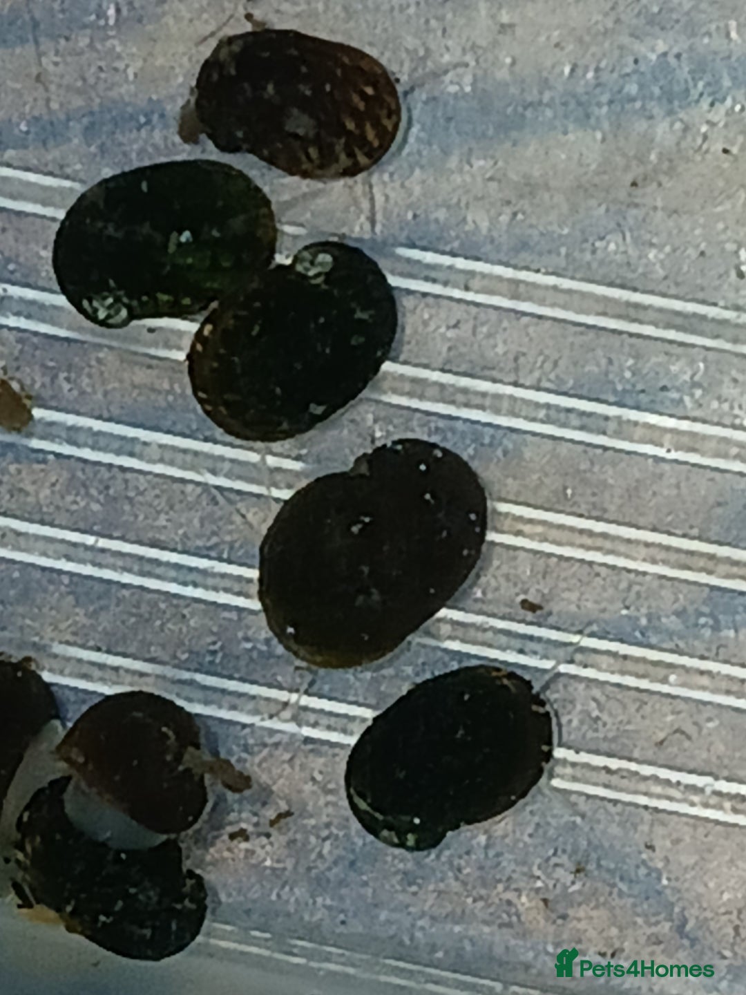 Snails fish for sale: Freshwater  nerite snails  - Image 4