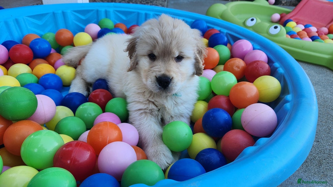 Golden Retriever dogs for sale: Golden Retriever Pups for Sale will be Ready Soon - Image 2