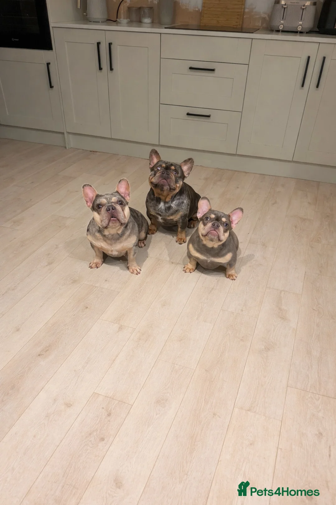 French Bulldog dogs for sale: 5 lilac tan frenchies carrying testable  - Advert 2