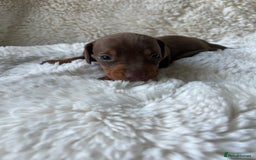 Miniature Dachshund dogs for sale: Miniature dachshund - Image 4