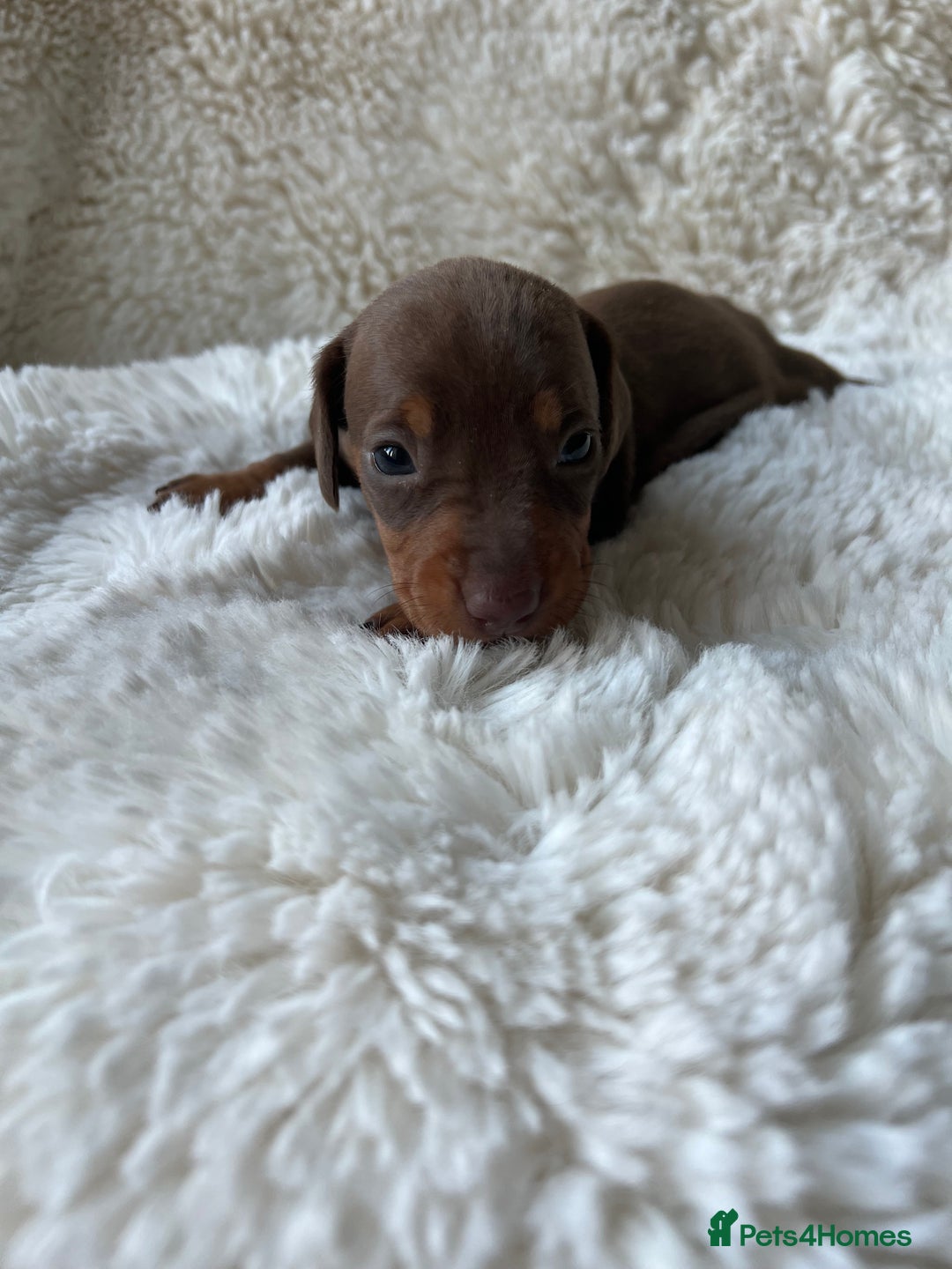 Miniature Dachshund dogs for sale: Miniature dachshund - Image 4