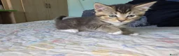 Mixed Breed cats for sale: we are looking for a home,  - Advert 16